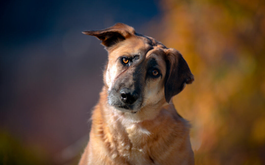 Hund beißt Kind rechtliche Folgen