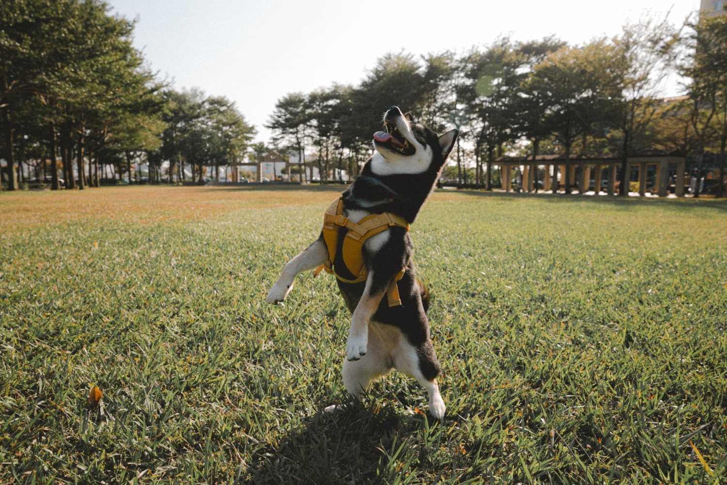 zahlt hundehaftpflicht schmerzensgeld zahlt hundehaftpflicht schmerzensgeld