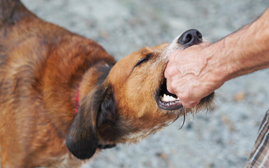 leichter hundebiss ohne blutung schmerzensgeld